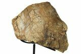 Fossil Sauropod Limb Bone Section w/ Metal Stand - Colorado #294914-2